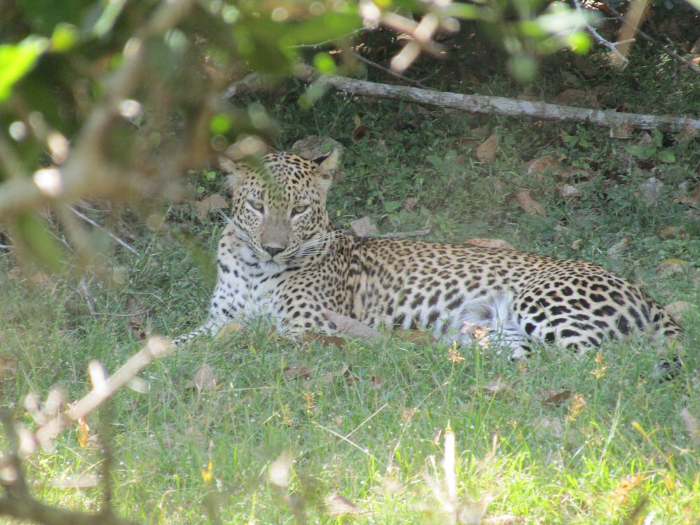 Wilpattu National Park